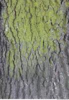 Tree Bark 0042